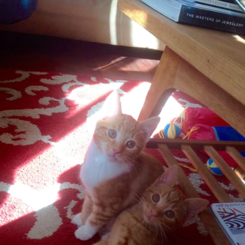 Merlin & Stella (Dual Adoption)