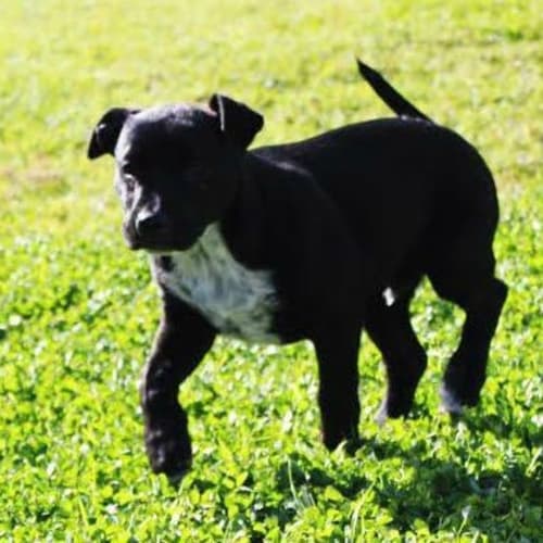 Preston~ Mastiff X Shar Pei ~ puppy (trial 31/8/15