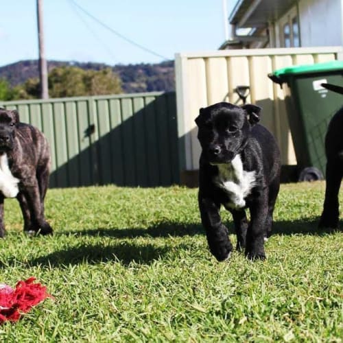 Willis ~ Mastiff x Shar Pei ~ Puppy(trial 12/8/15)