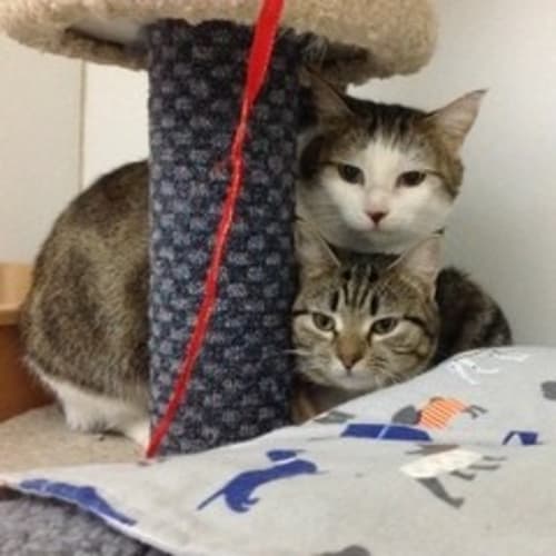 Sweetie and Jane