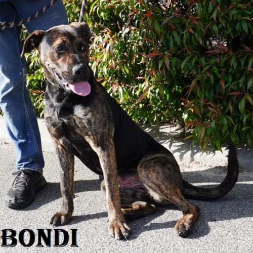 Bondi
