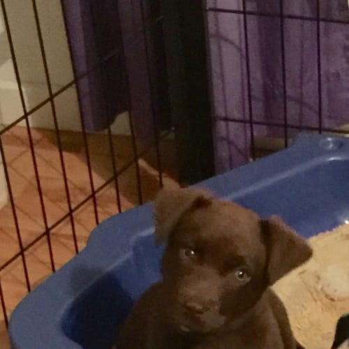 Puppy no 2-Jackson