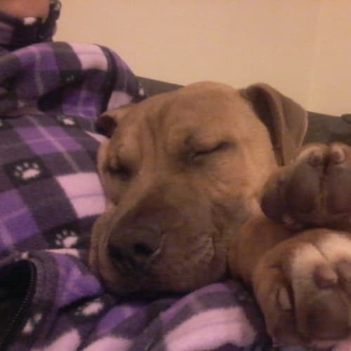 Soldier ** An Amazing Pup **
