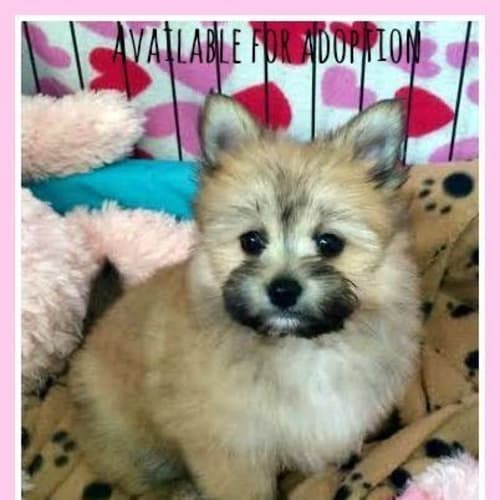 Munchkin ~ Teacup Pom X Maltese (on trial 31/7/15)