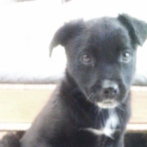 Puppy no 1- Summer