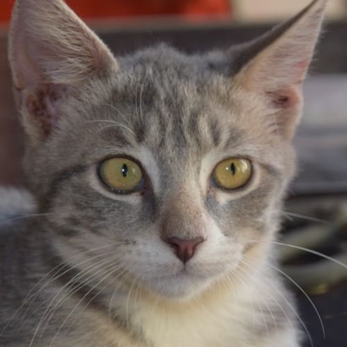 Lucy (Bec42341) *Adopted*