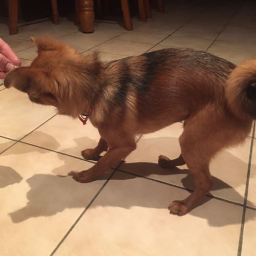 Rusty (Dog/Child/Cat Friendly)
