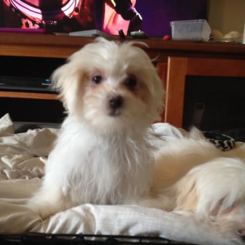 Piper