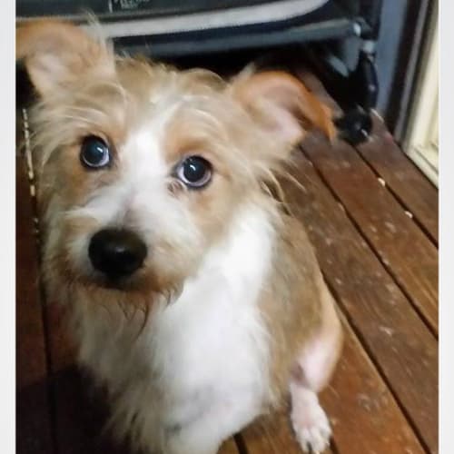 Rosie @ Squawks Pet Store Gosford nsw