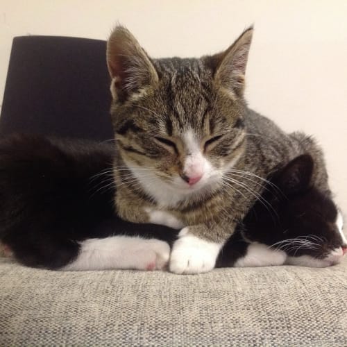 Smudge & Sphinx 