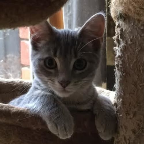 Frankie