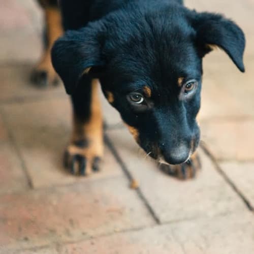 Poppy ~ Kelpie x Cattle ~ Pup (on trial 10/8/15)