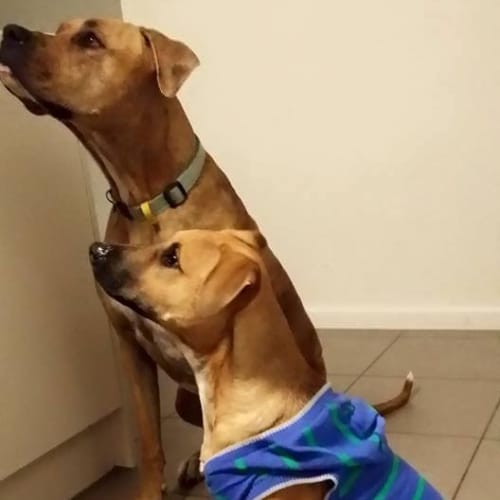 Mallie  Adoption Pending