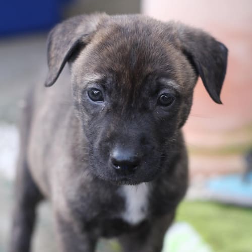 Indi