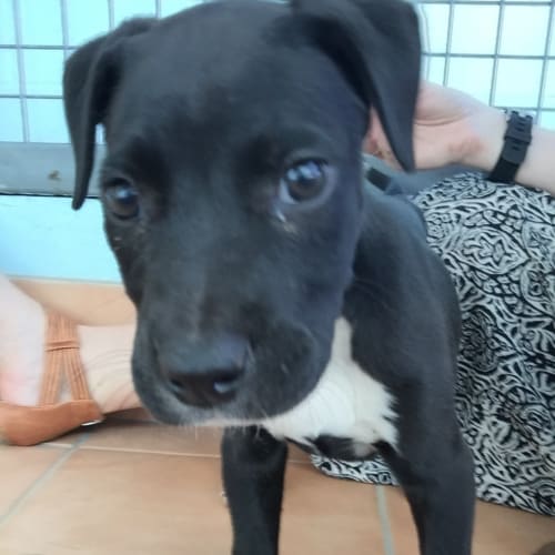 Sundance (Bed42593) *Adopted*