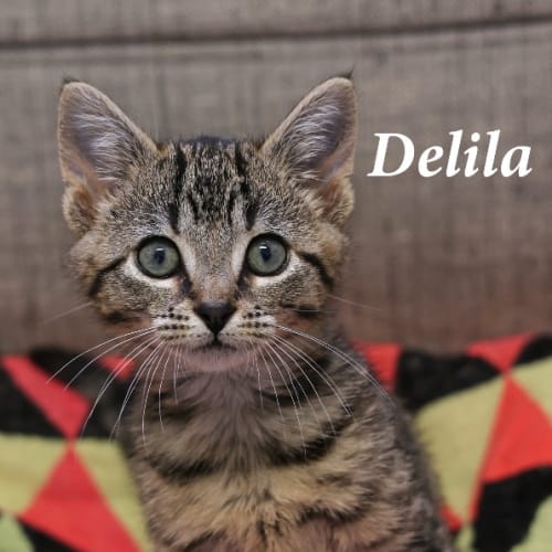 Delila
