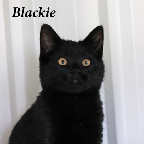 Blackie