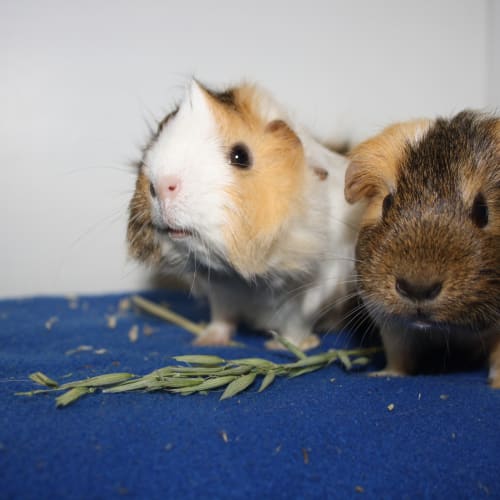 Elsa & Anna  (Red Flag)