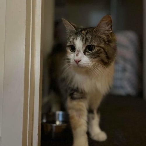 Maggie