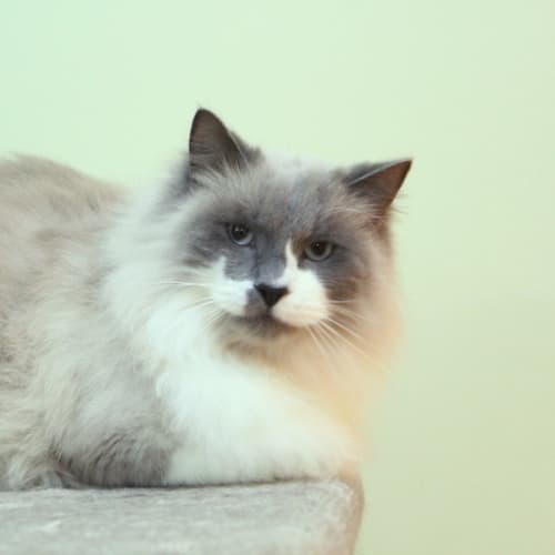 Bartholomew