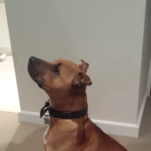 Archie