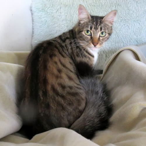 "Tammy" $49 - Purrfect Match