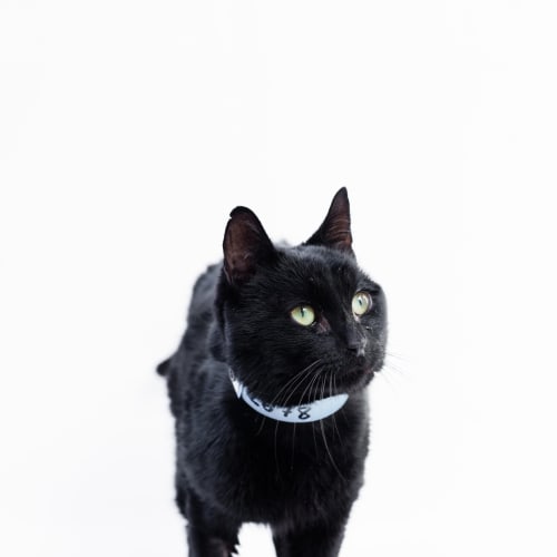 "Fudge" Purrfect Match