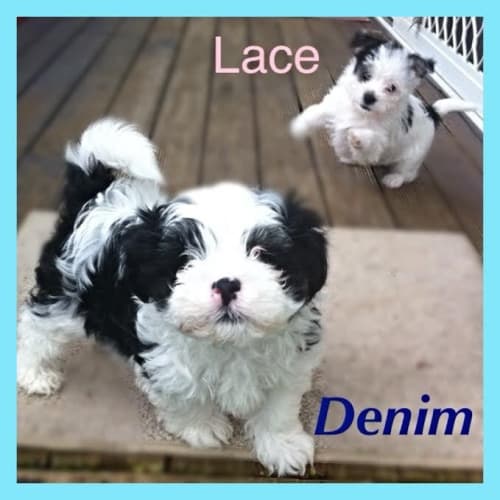Lace ~ Maltese/Foxy X Pom/Shih Tzu (Trial 13/8/15)