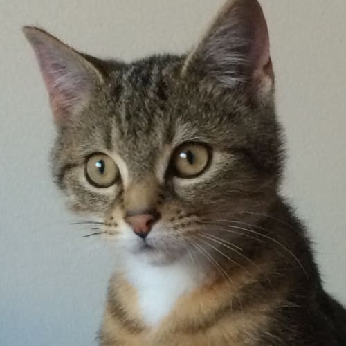 Archie