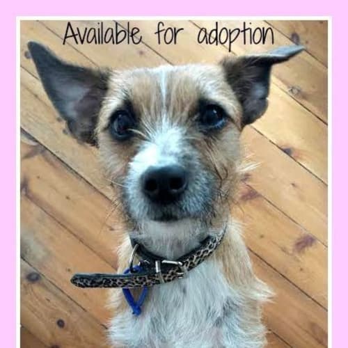 Penny ~ Fox Terrier (on trial 16/8/15)