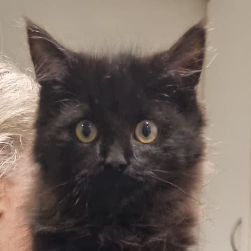 Nyx