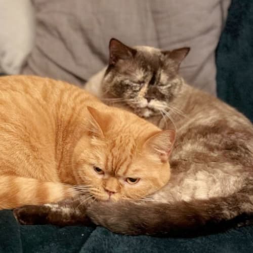 🍊🃏Lily T & Jane🃏🍊