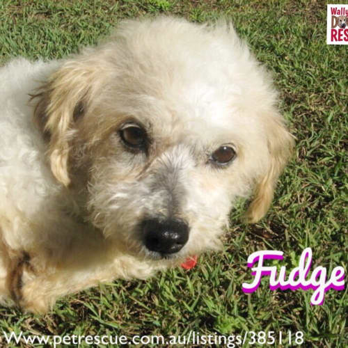 Fudge