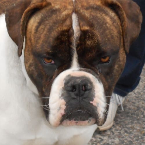 Dozer