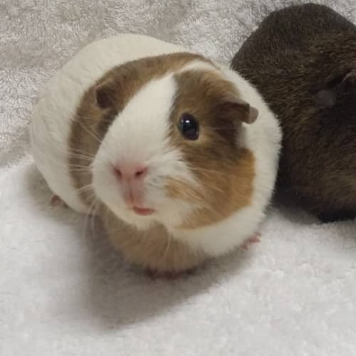 Heidi and Boris