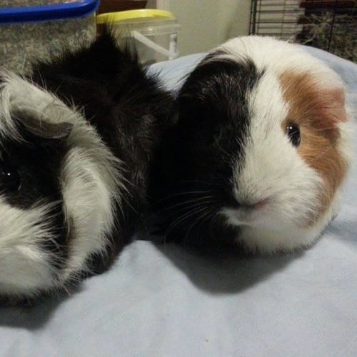 Hollybelle and Bali