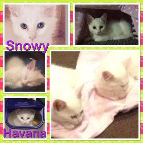 Snowy and Havana