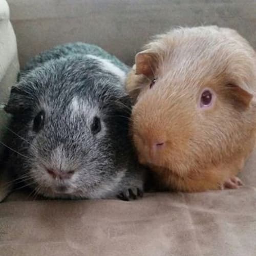 Kellie and Fidget
