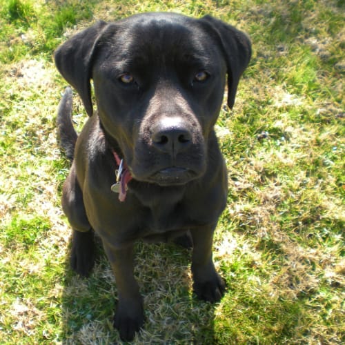 Jedda ~ Labrador, 1yo