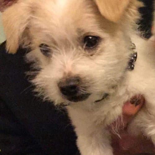 Ellis - applications closed