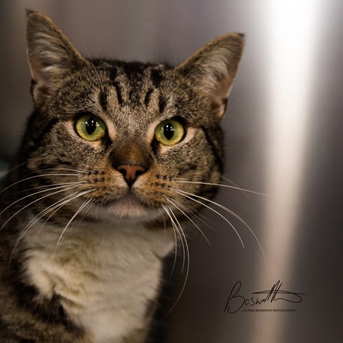 Bert