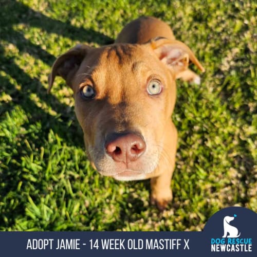Jamie - 14 Week Old Mastiff X