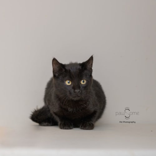 Hei-Nee ** 2nd Chance Cat Rescue**