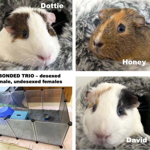 David, Dottie and Honey