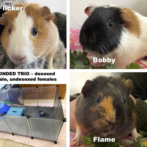 Bobby, Flicker and Flame