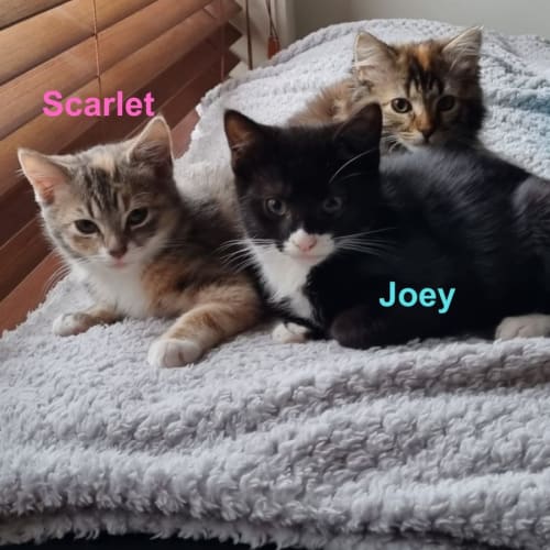 Scarlet & Joey