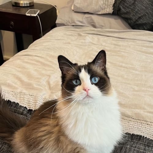 Kitkat