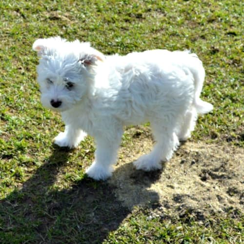 Mustang ~ Malt/FoxX Pom/Sh(trial 17/8/15) 