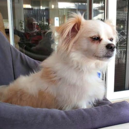 Gizmo ~ Shih Tzu X Maltese (on trial 11/8/15)