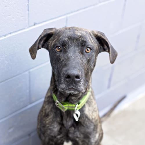 Bud